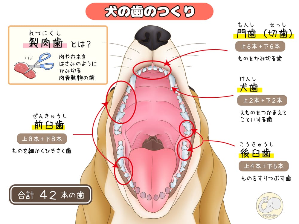 犬の歯の構造イラスト