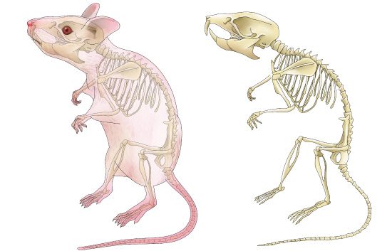 マウスの骨格図のイラスト