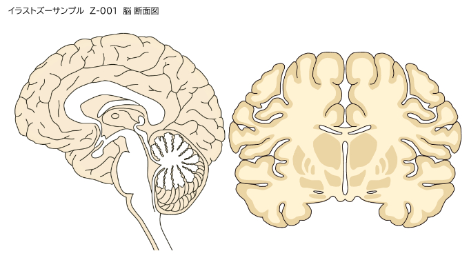 [Z-001] 脳 断面図 ベクターイラスト